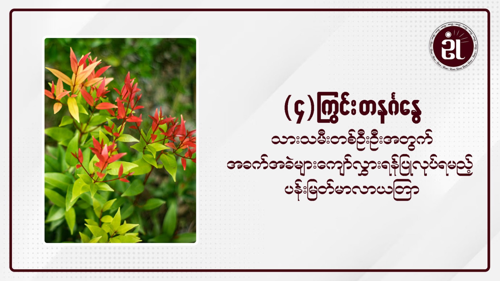 (၄) ကြွင်းတနင်္ဂနွေသားသမီးတစ်ဦးဦးအတွက် အခက်အခဲများကျော်လွှားရန်ပြုလုပ်ရမည့်ပန်းမြတ်မာလာယတြာ
