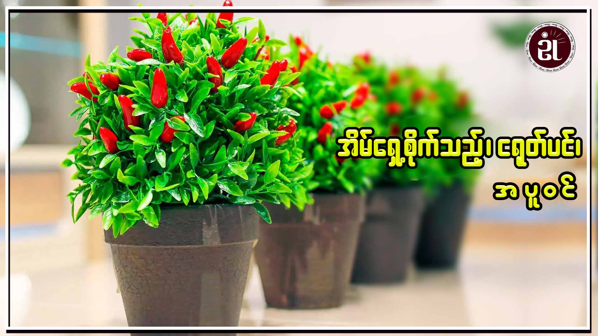 အိမ်ရှေ့စိုက်သည့်၊ ငရုတ်ပင်၊ အပူဝင်